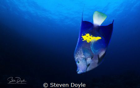 Red Sea, Yellowbar Angelfish by Steven Doyle 