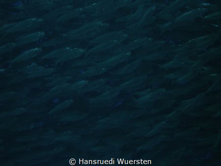 Sardines by Hansruedi Wuersten 