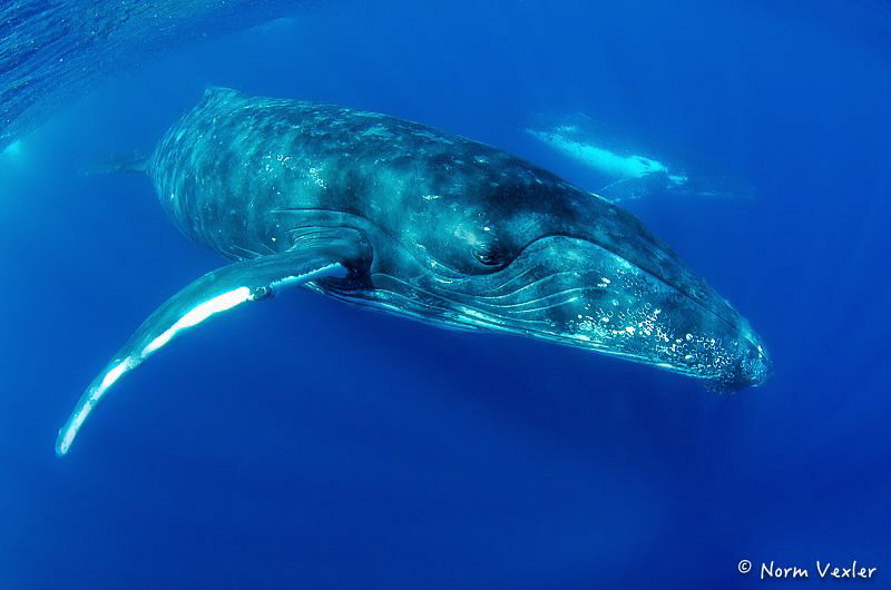 Humpbacks in Tonga by Norm Vexler 