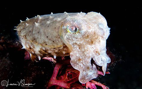 Juvenile broadclub culttlefish photographed with a Canon ... by Laurie Slawson 