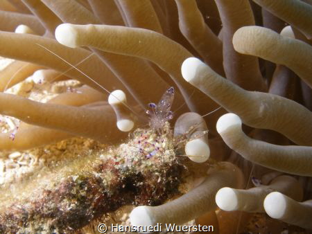 Sarasvati Anemone shrimp - Ancylomenes sarasvatii by Hansruedi Wuersten 