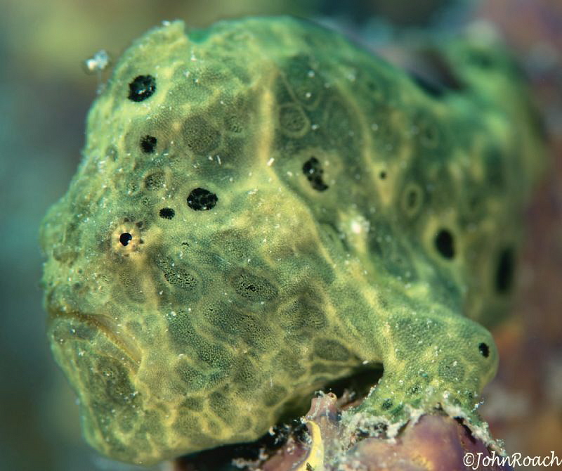 Longlure Frogfish Bonaire 
Antennarius multiocellatus by John Roach 
