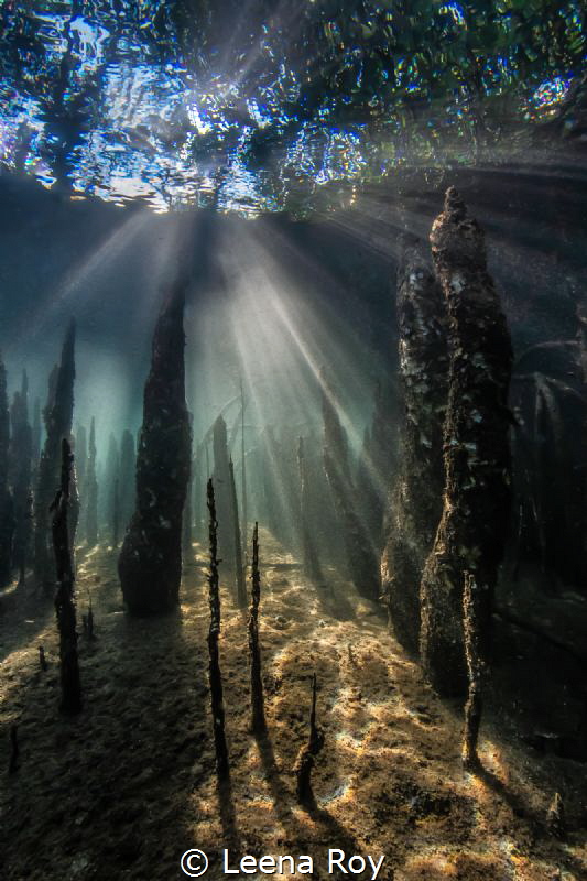Light in the mangroves by Leena Roy 
