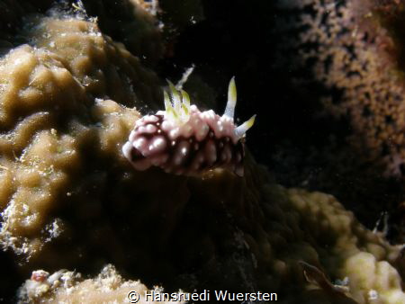 Phyllidiella pustulosa by Hansruedi Wuersten 