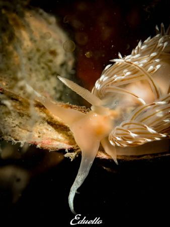 Brede ringsprietslak, facelina bostoniensis by Eduard Bello 