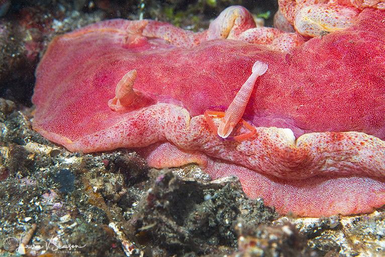 Emperor Shrimp on Spanish Dancer/Photographed with a Cano... by Laurie Slawson 