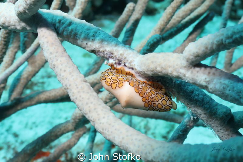 Flamingo Tongue.  Taken in Cozumel, Mexico. by John Stofko 