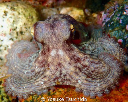 Tako by Yosuke Tsuchida 