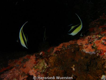 Banner fishes on dark by Hansruedi Wuersten 
