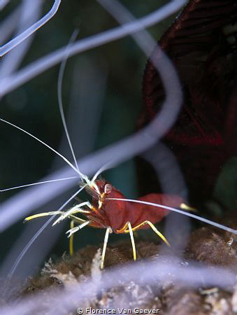 Shrimp in anemone by Florence Van Gaever 