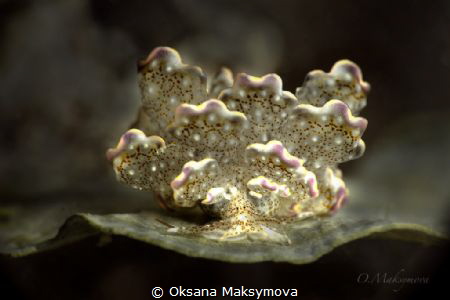 Nudibranch Cyerce bourbonica by Oksana Maksymova 