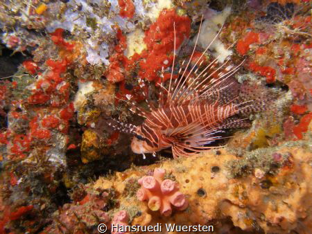 Zebra Lionfish - Dendrochirus zebra by Hansruedi Wuersten 