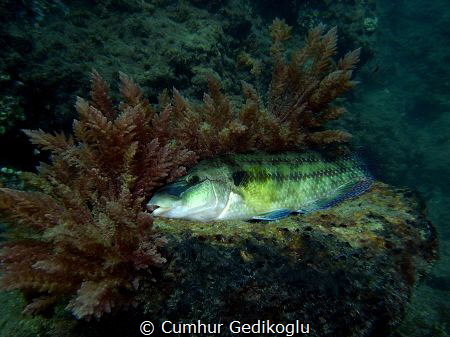 Symphodus tinca
Best siesta place by Cumhur Gedikoglu 
