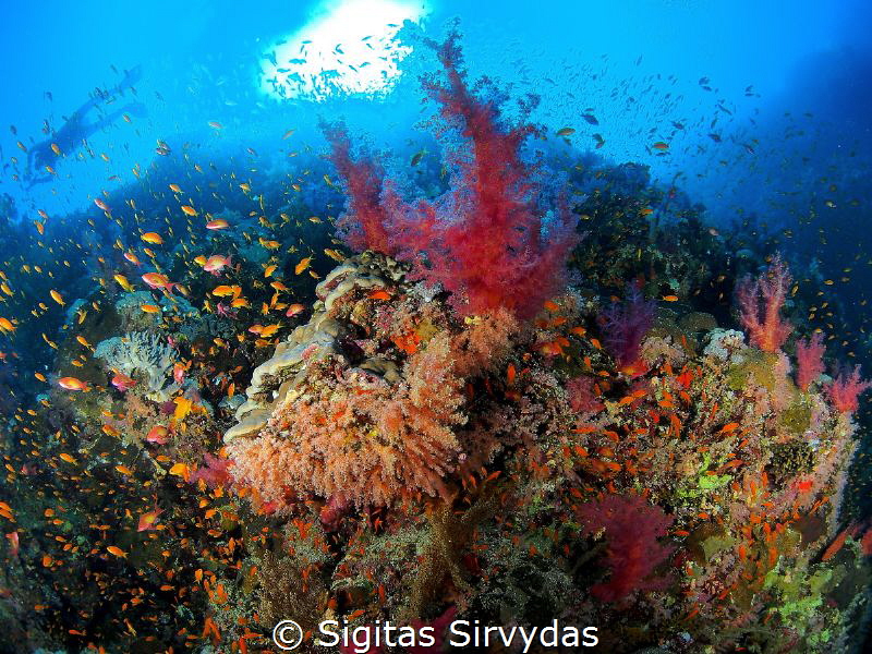 Red sea soft corals by Sigitas Sirvydas 