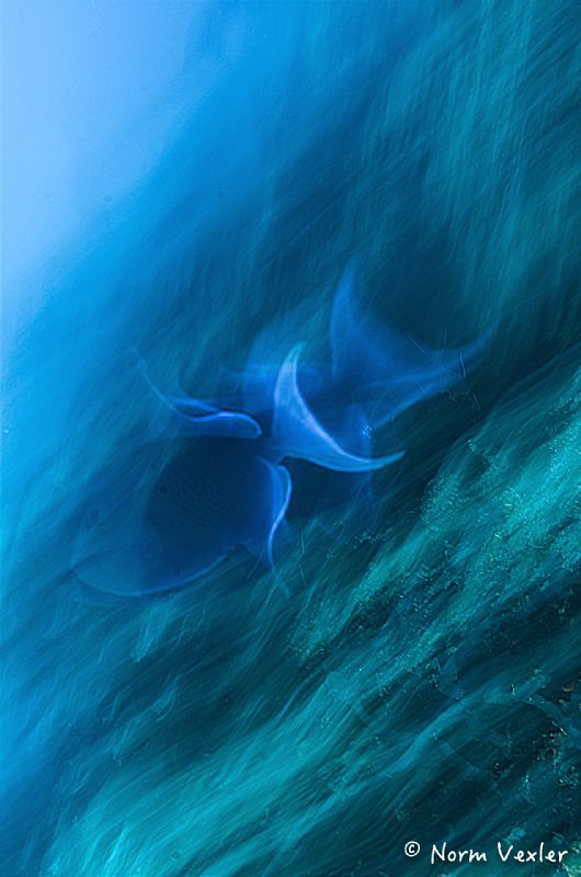 Motion blur in the Maldives. by Norm Vexler 