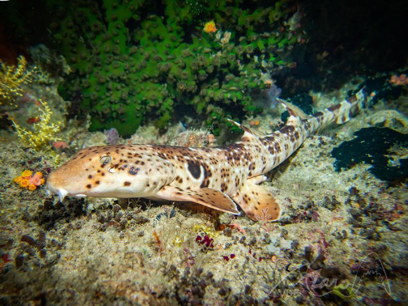 walking shark by Marc Van Den Broeck 