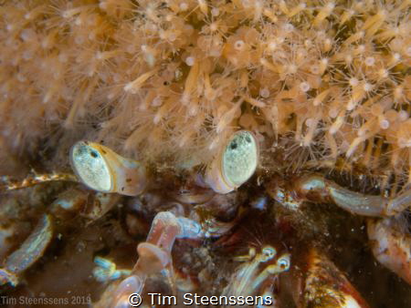 Hermit Crab in the Oosterscheldt, Netherlands by Tim Steenssens 