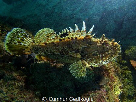 Scorpaena scrofa
It's time to escape. by Cumhur Gedikoglu 