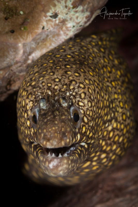 Leopard morey, Acapulco Mexico by Alejandro Topete 