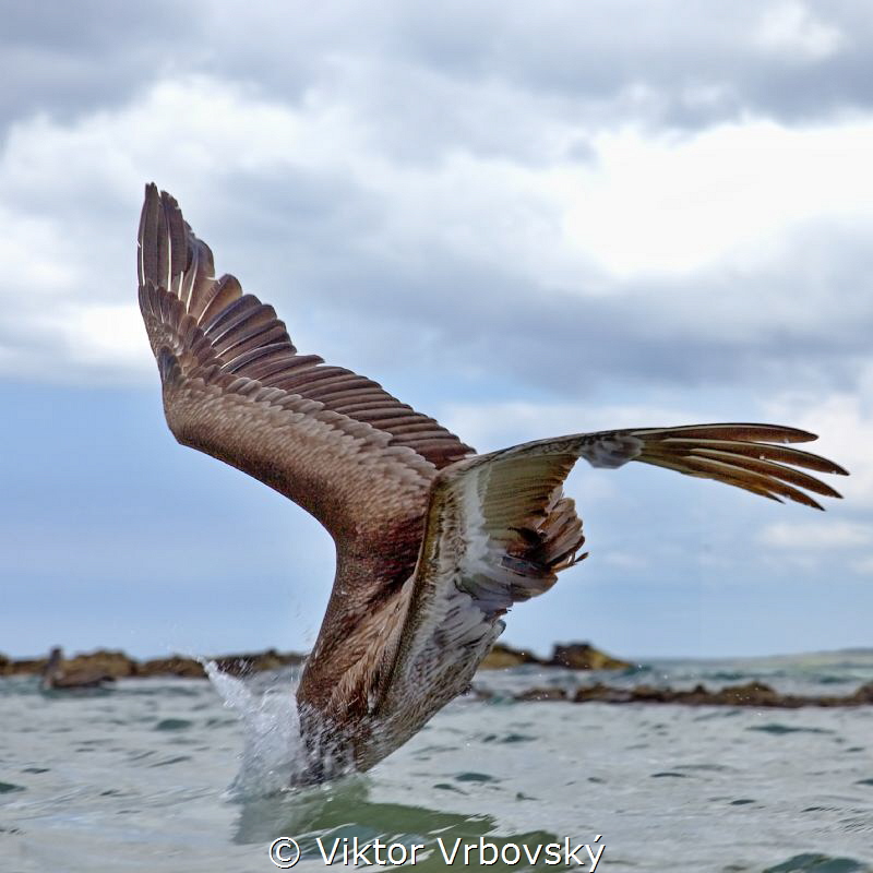 Pelican Attack! by Viktor Vrbovský 