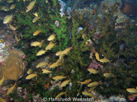 Scalefin Anthias - Pseudanthias squamipinnis in front of ... by Hansruedi Wuersten 