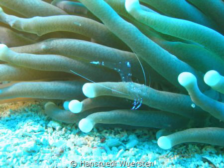 Sarasvati Anemone shrimp - Ancylomenes sarasvati by Hansruedi Wuersten 