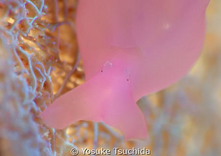 Aplysia Sagamiana Baba/Tested SMC2. by Yosuke Tsuchida 