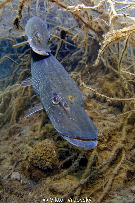 Spawning of northern pike (Esox lucius) by Viktor Vrbovský 