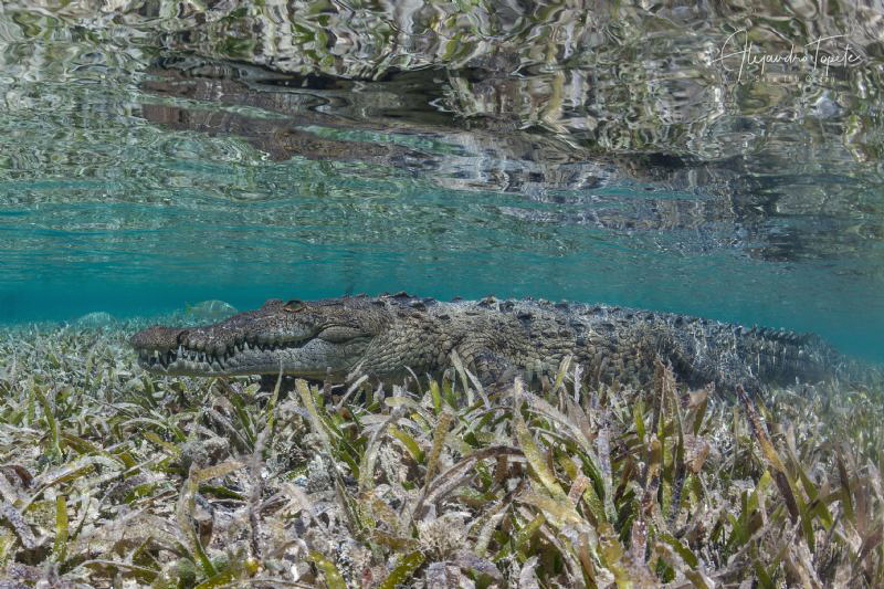 Cocodrile in the shallow, Gardens of the Queen Mexico by Alejandro Topete 