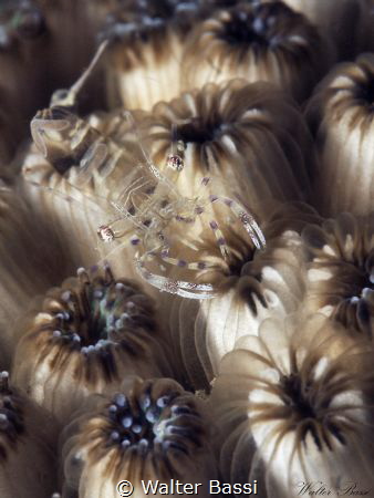 (Periclimenes sagittifer by Walter Bassi 