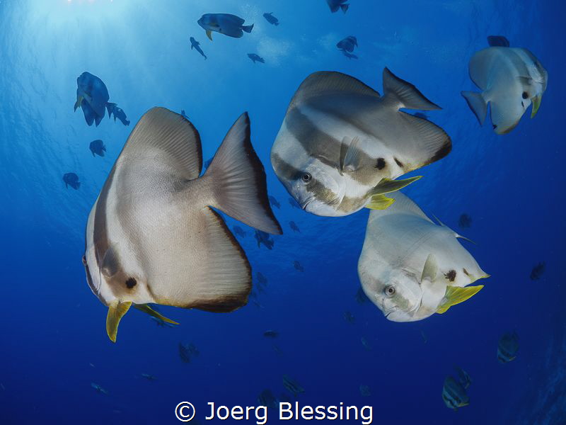 Batfish by Joerg Blessing 