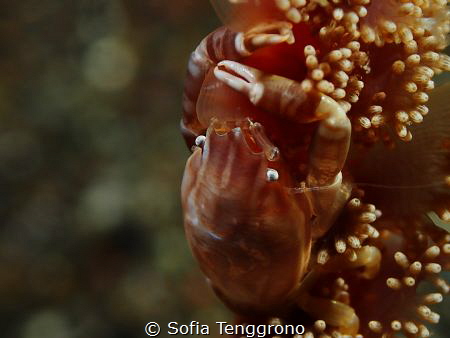 Sunbathing Porcelain Crab by Sofia Tenggrono 