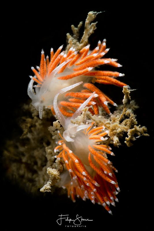 Flabellina gracilis, Oosterschelde, Zeeland, The Netherlands by Filip Staes 