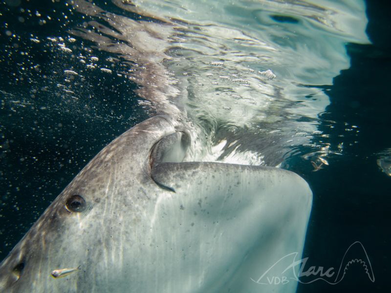 a SIP by Marc Van Den Broeck 