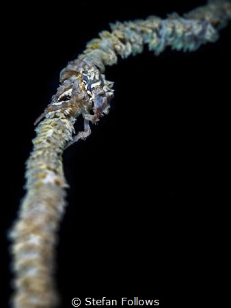 Edgy

Xeno Crab - Xenocarcinus tuberculatus

Ang Thon... by Stefan Follows 