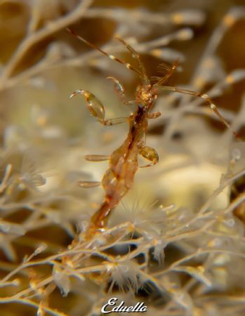 Small ghost lobster:Spookkreeftje, ophiothrix fragilis by Eduard Bello 
