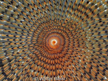 Worm hypnosis by Walter Bassi 