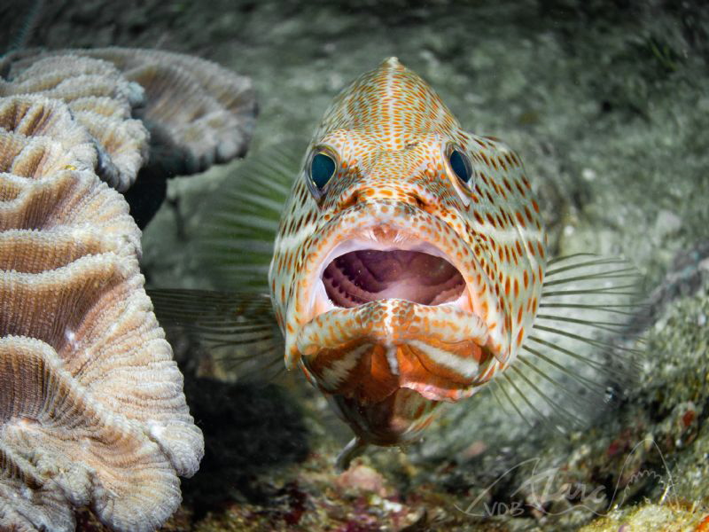 no teeth by Marc Van Den Broeck 