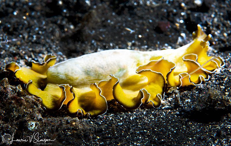 Flowers Marine Flatworm/Photographed at Lembeh, Indonesia... by Laurie Slawson 