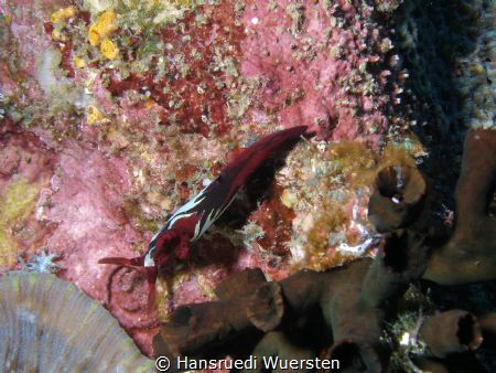 Chamberlain's Nembrotha - Nembrotha chamberlaini (before ... by Hansruedi Wuersten 