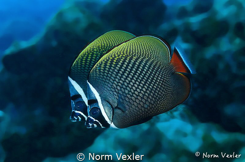 A pair of White Collar Butterflyfish photographed in the ... by Norm Vexler 