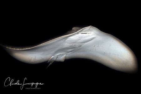 Gymnura altavela 50mm macro by Claude Lespagne 