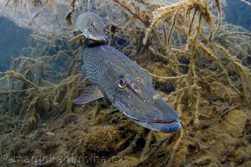 Spawning of Northern Pike (Esox lucius) by Viktor Vrbovský 