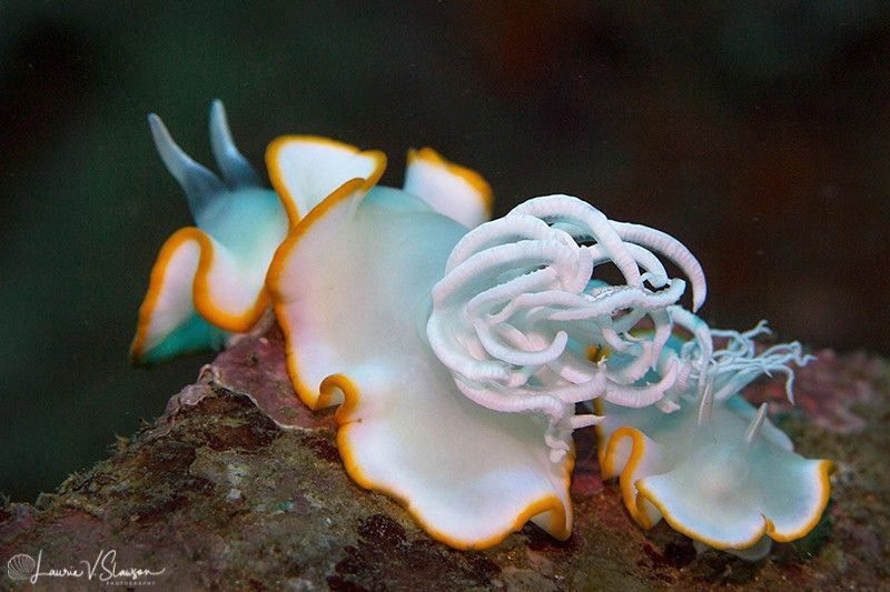 Ardeadoris egretta/Photographed with a Canon 100 mm macro... by Laurie Slawson 