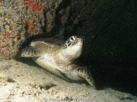 Turtel with Passenger relax in hole by Hansruedi Wuersten 