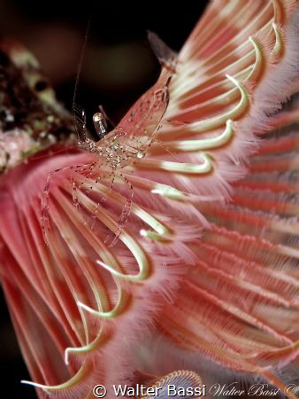 Shrimp and Serpula vermicularis by Walter Bassi 