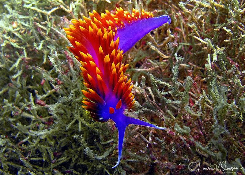 Spanish Shawl/Photographed at San Antonio Point, San Carl... by Laurie Slawson 