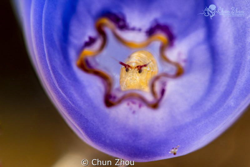 My Home
Very difficulty to wait the isopod move out, fac... by Chun Zhou 