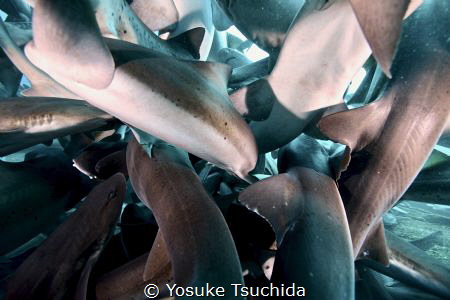 Penetrate Shark Ball by Yosuke Tsuchida 