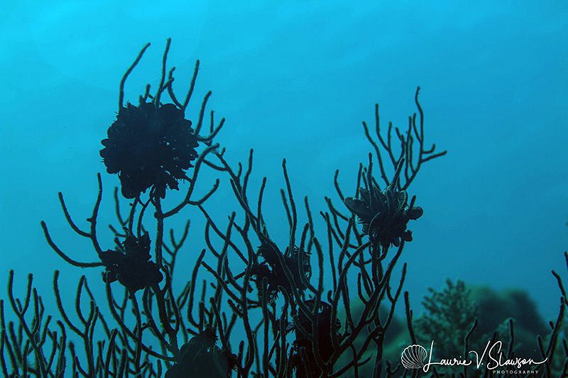 Crinoids Silhouette/Photographed with a 60 mm macro lens ... by Laurie Slawson 